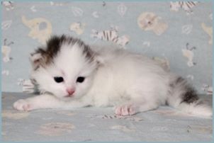 Female Siberian Kitten from Deedlebug Siberians